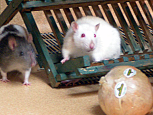 Critters-PetHeaven-Belle and Michelle (cropped)