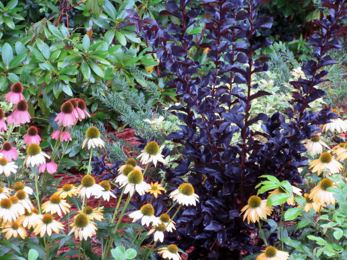 Web Garden closeup